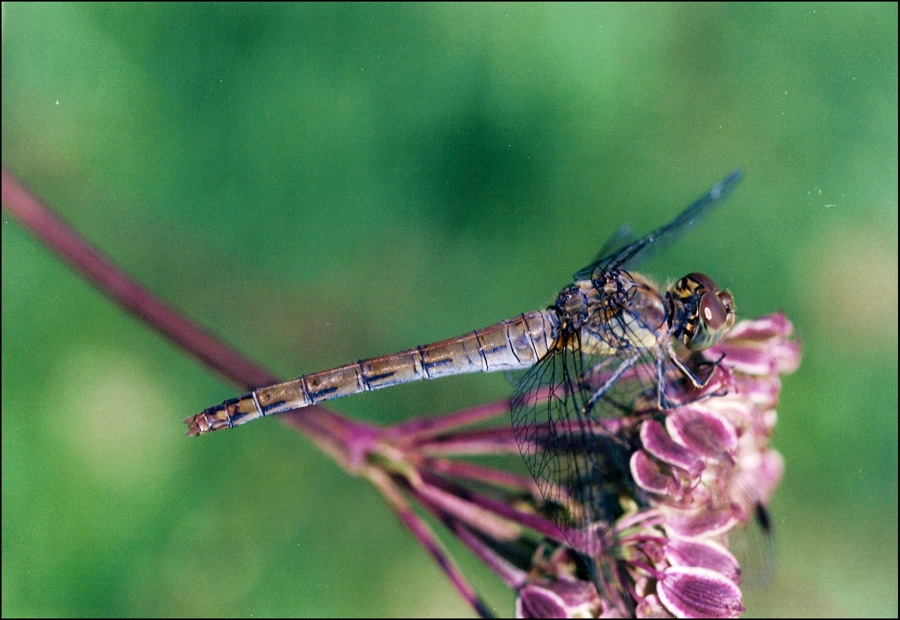 libellula 2: Sympetrum striolatum femmina